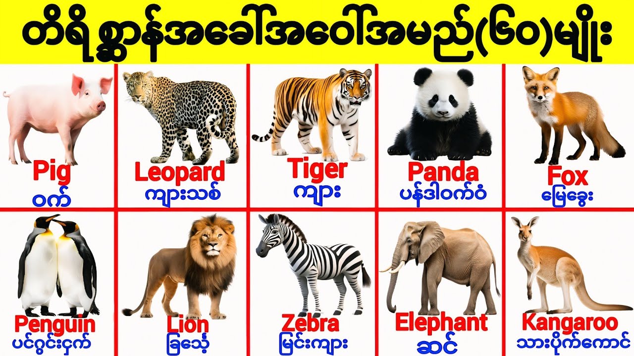 တိရိစ္ဆာန်တွေကိုအဂ်လိပ်လိုဘယ်လိုခေါ်ကြလဲ Animals Vocabulary