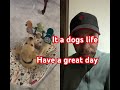 A dogs life. #shortvideo #labradorpuppy #labrador #puppy #puppylove #collab #dogshorts #friendship