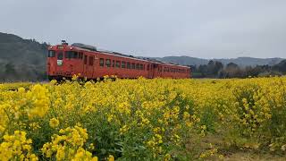 小湊鉄道 キハ40形 急行1号 上総中野行き 石神菜の花畑通過