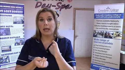 Train Your Dog To come when called in Four Easy St...