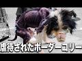【骨見えてるやん】飼育放棄のボーダーコリー虐待されすぎて立ってられないレベルに痩せ細り飢えから咬傷犬になった末路がかわいそすぎる...
