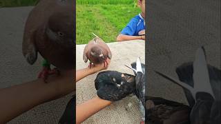 Balap Burung Merpati Sama Bocil Seru Bangetmerpati merpatilovers merpatiku shorts