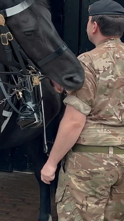 HORSE NIPS POLICE & SOLDIER ⚠️🐎 | Horse Guards, Royal guard, Kings Guard, Horse, London, 2024