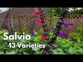 Salvia My Must Have Plant 13 Varieties In Backyard Pollinator Garden Texas Gulf Coast Zone 9b Salvia My Must Have Plant 13 Varieties In Backyard Pollinator Garden Texas Gulf Coast Zone 9b