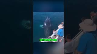 Por qué Saltan las Ballenas #shorts