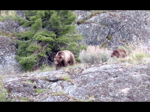 Buffalo Plateau Grizzly Bears - Yellowstone National Park