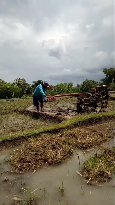 story wa langgam dadi ati