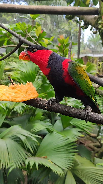 CANTIK & INDAH BURUNG NURI RED LORY #reels #shortvideo #viral #animals #birds #red #cantik #indah