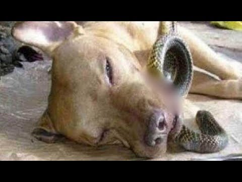 Vídeo: Pitbulls Salvam Dois Filhos Na Flórida