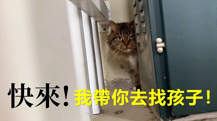 二个月后，在捡到小猫的地方发现了长得一模一样的大猫，绝对是他妈妈，带走！ - 天天要闻