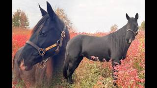 "Toby’s Mystic Shadow" Registered Rocky Mountain Mare For Sale | Consigned to Thehorsebay.com