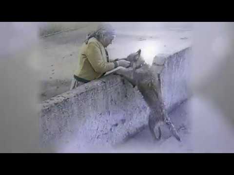 ЛАДА. Пикар. Пикардийская овчарка.