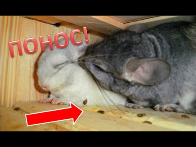 Понос у ШИНШИЛЛ!!!Как ЛЕЧИТЬ? Что ВЫЗЫВАЕТ?