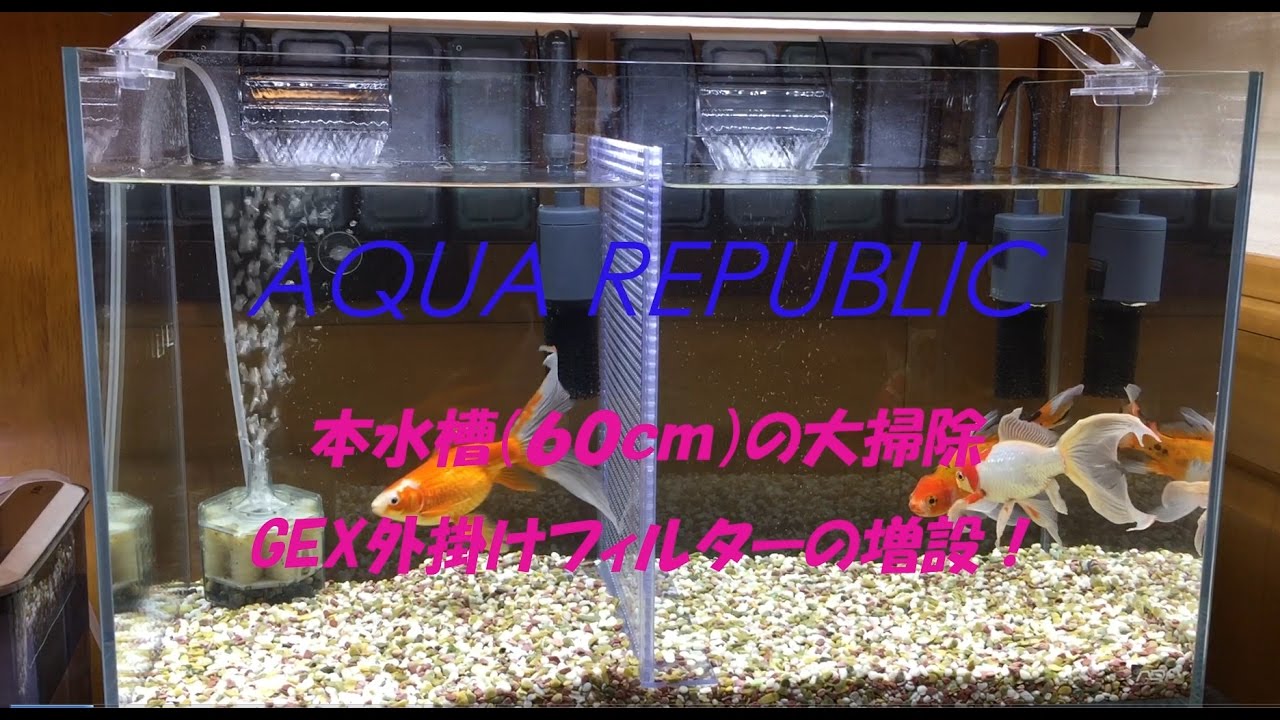 金魚水槽 本水槽 60 の大掃除 Gex外付けフィルター増設 Youtube