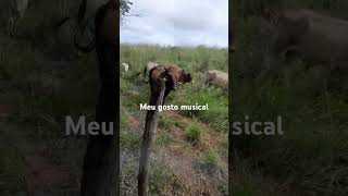 #gado #pecuarista #fazenda #viral #viralvideo