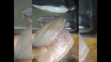 Cách Phi Lê Cá Chẽm ( How to Fillet Seabass )