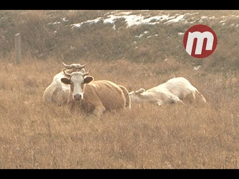 Скотокрады