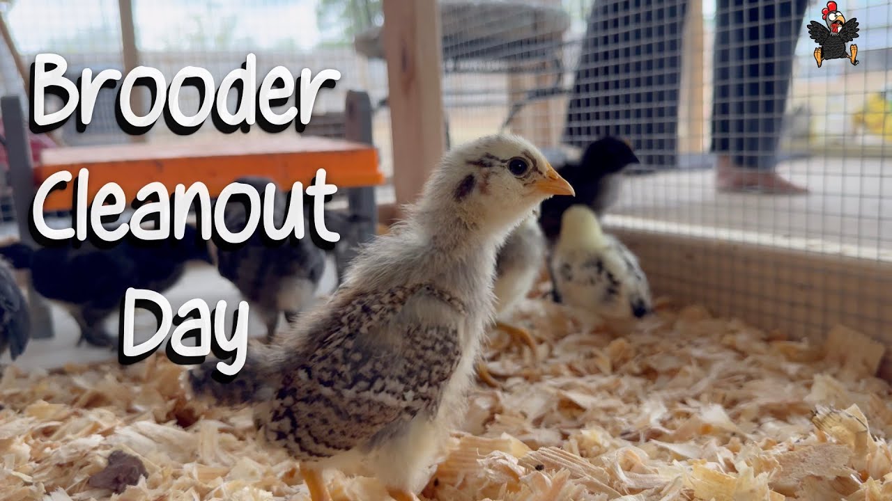 Brooder Box Cleanout Day #babychicks #brooderbox #backyardchickens # ...