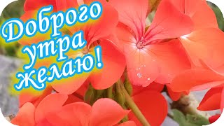 Доброго Утра Желаю! 🌸Прекрасного Дня!🌸Красивая Музыкальная Видеооткрытка🌸