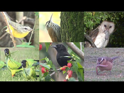 Video: Cómo alimentar a las aves silvestres (con imágenes)