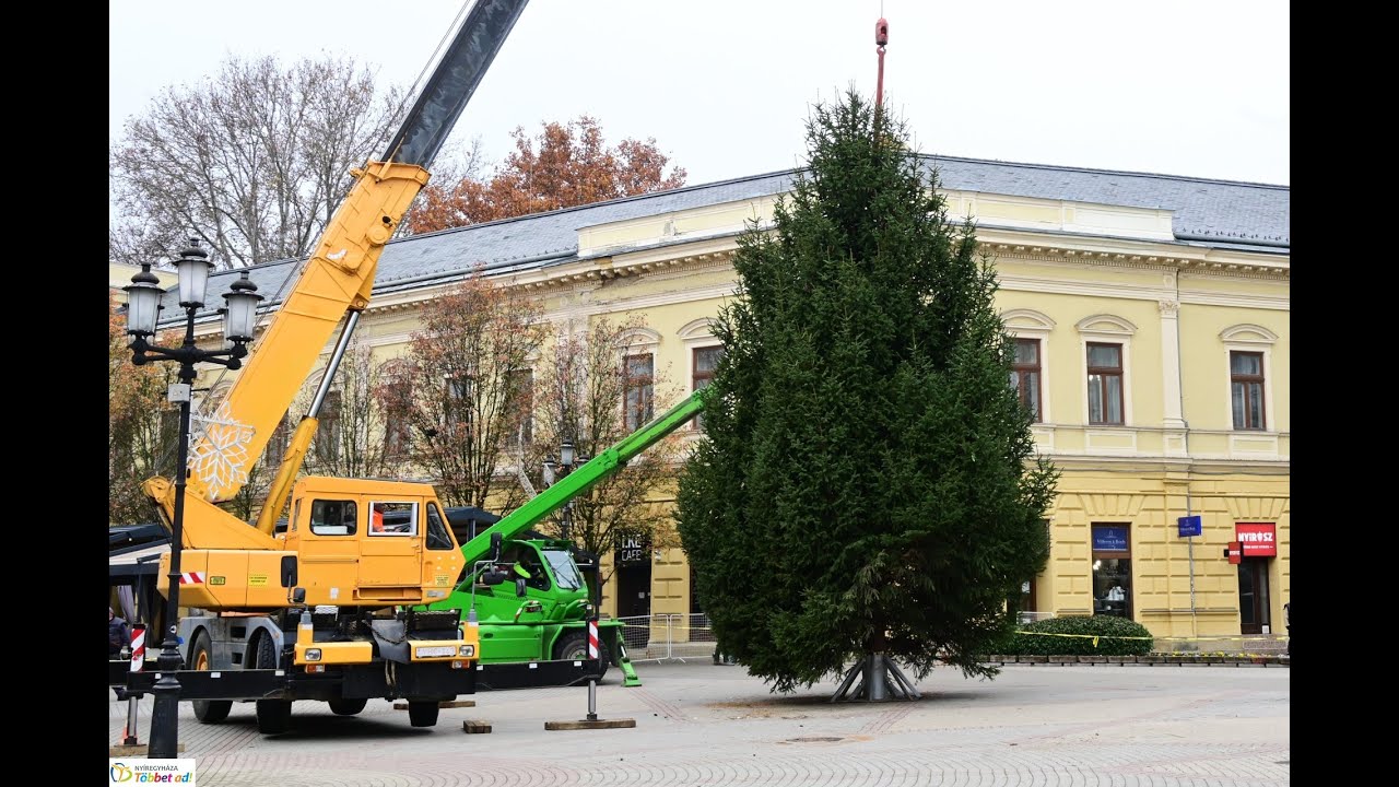 Már a Kossuth téren áll Nyíregyháza karácsonyfája