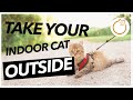 LEASH Vs. CARRIERS - How to Take Your Indoor Cat Outside