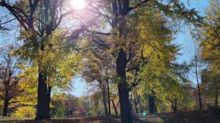 Central Park NYC 2022 Leaves and Trees Changing Colors, ultra high quality 8K video