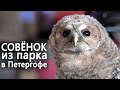 Слёток серой неясыти из петергофского парка