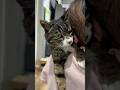 肩のりペット、サンタくん😻