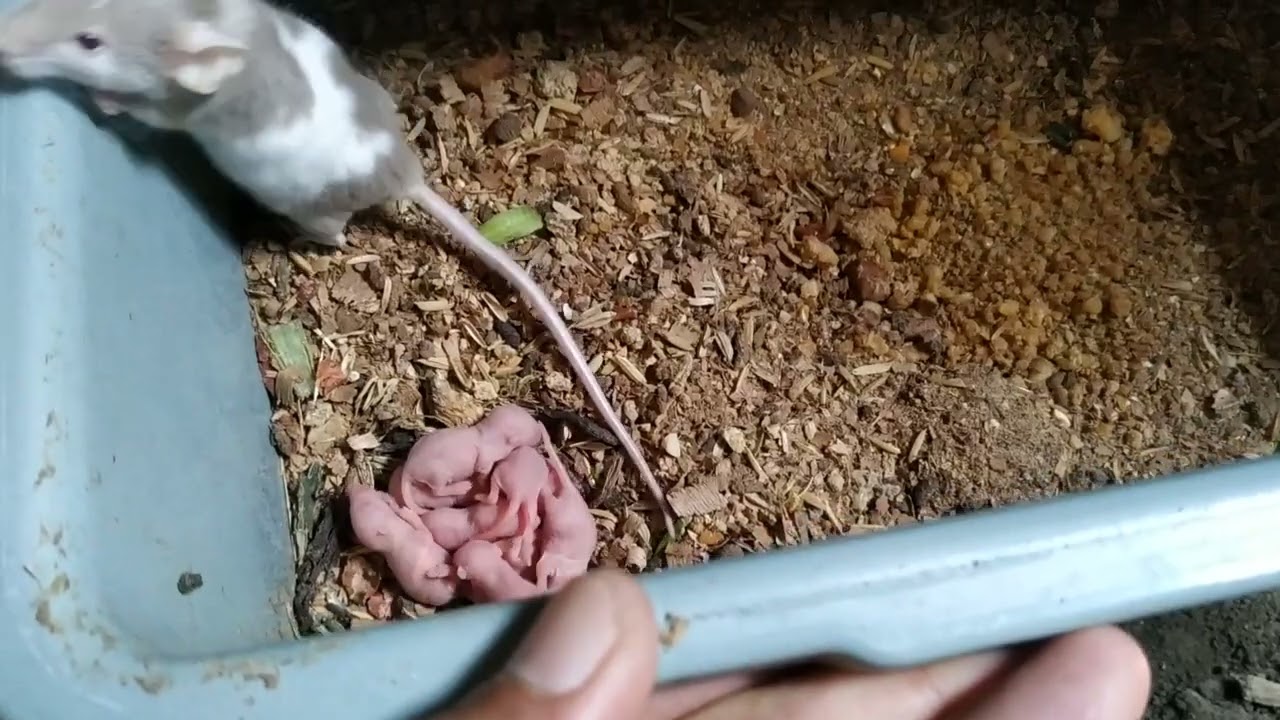 Beternak Tikus Rat Asf Mencit Untuk Stock Pakan Reptile Breeding Africa Soft Fur Rat