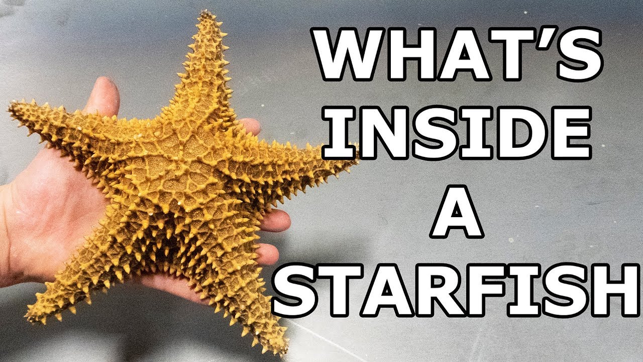 How Long Can A Starfish Live Out Of Water?