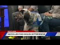 Get involved with Above and Beyond English Setter Rescue
