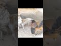 Epic Showdown: Hawk vs. Rooster! 🦅🔥 #usa #shortfeed #russia #shortvideo #youtubeshorts