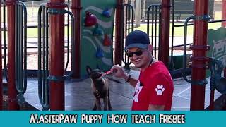 How To teach frisbee puppy - Enjoy and Train ON! by MasterPaw 17,410 views 5 years ago 4 minutes, 14 seconds