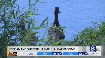 Harmful Algae Blooms are returning to the region
