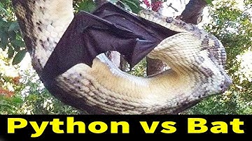 Python vs Bat - Survival Struggle Of Bats