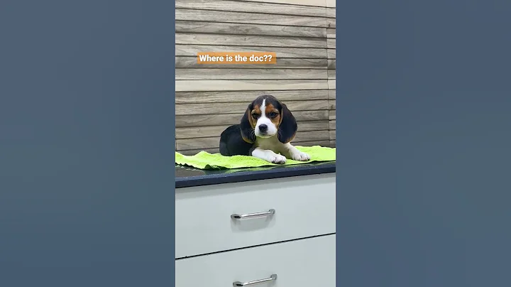 first visit to vet | oscar the beagle