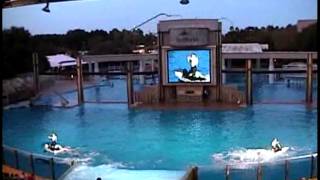 Shamu Rocks: SeaWorld Orlando 2003  Epic Killer Whale Spectacular!