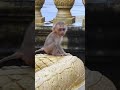 New born baby monkey give show #shorts