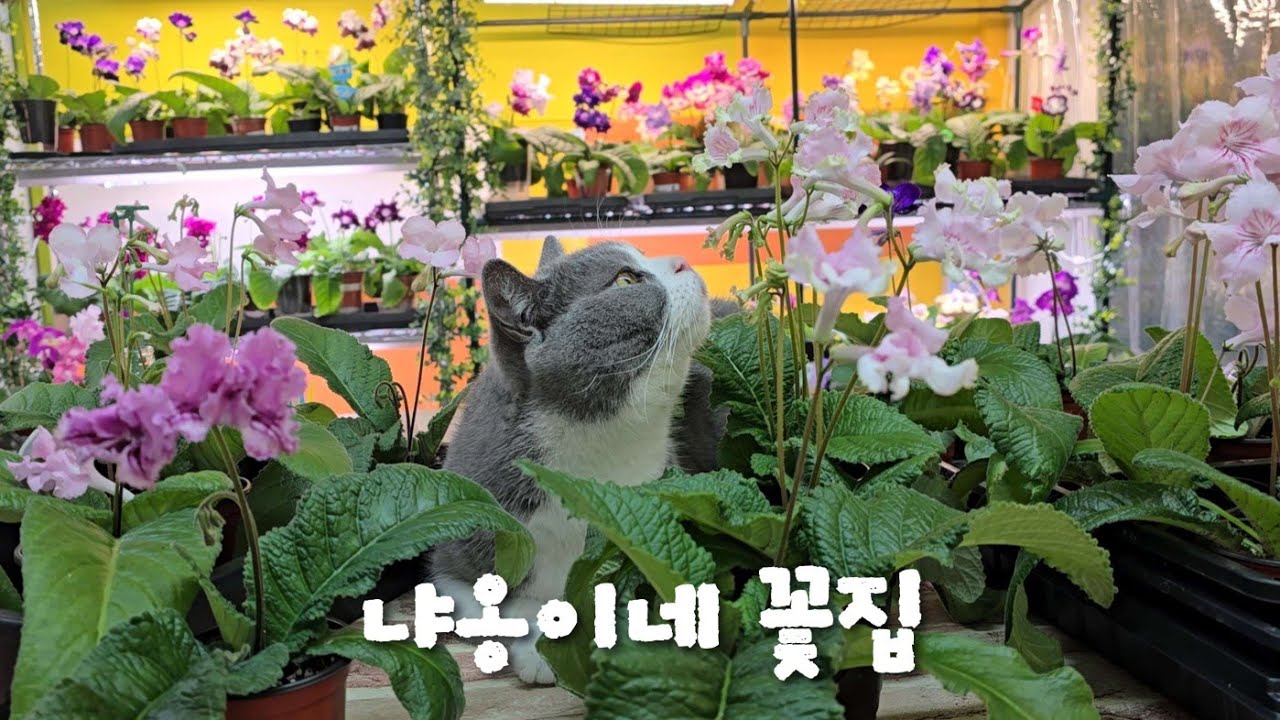 냐옹이네 꽃집, 스트렙토카르푸스 봄맞이 파격 할인해요! 🌸 (1편)