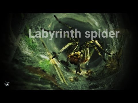 Agelena labyrinthica - The Labyrinth spider