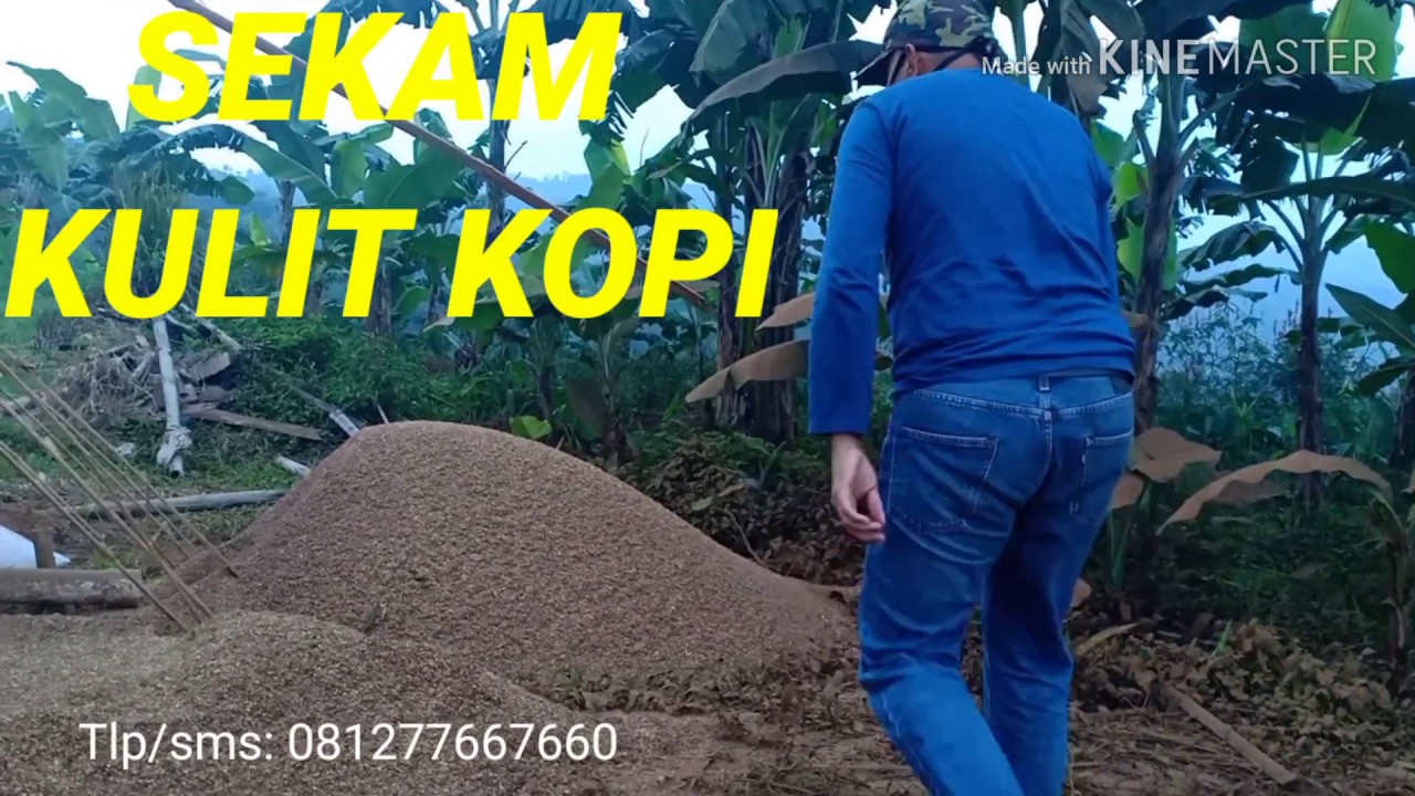  Limbah  Kulit Kopi  40 YouTube