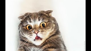Приколы с Животными до Слез №110 | greenli Приколы с Животными до Слез №110 | greenli