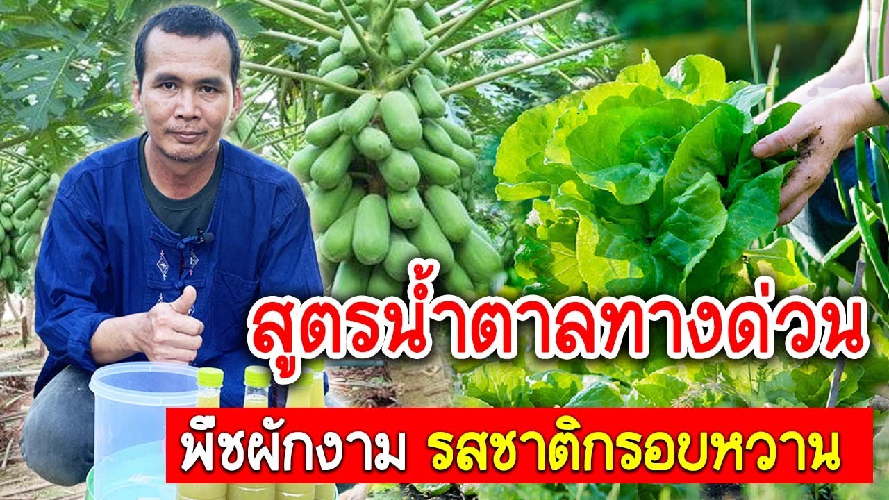 สูตรน้ำตาลทางด่วน ให้พืชมีรสหวาน บำรุงพืชงาม