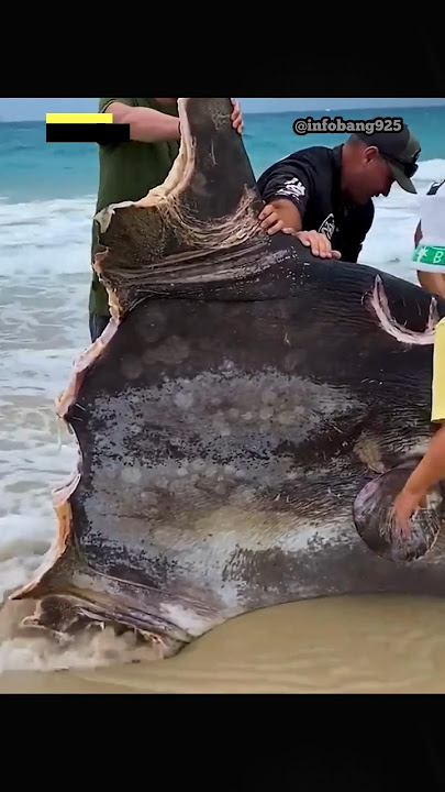 This is the Fate of the Helpless Mola Mola Fish #shorts #facts #fish