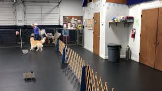 AKC Virtual Rally Novice course 5