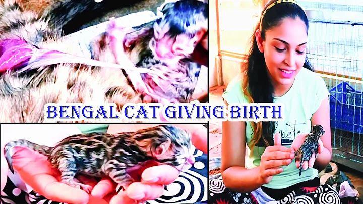 Watch the video about Bengal cat giving birth... Must watch #amazingpetplanet.. Sirsi