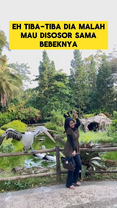momen lucu ketika mau foto  sama bebek tiba-tiba sosor ‼️‼️ #ngakak #lucu #bebek #kocak #ketawa