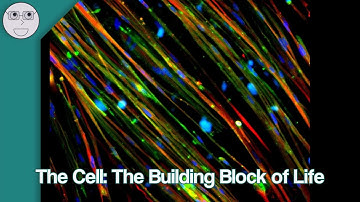 The Cell: The Building Block of Life