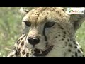 草原を歩く一頭のチーター、そして　Wild Animals in Africa / A single cheetah walking in the meadow.